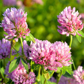 Todd's Seeds Red Clover flower head close-up in bloom.