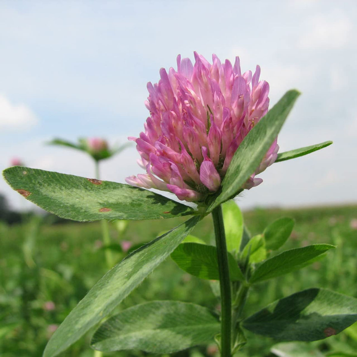 Todd's Seeds Red Clover growing in a garden bed for cover crop.