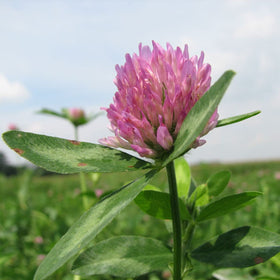 Todd's Seeds Red Clover growing in a garden bed for cover crop.
