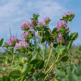 Todd's Seeds Red Clover harvested flowers for culinary use.