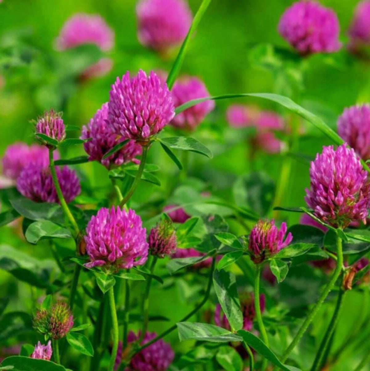 Todd's Seeds Red Clover lawn prep with scarified soil.