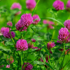 Todd's Seeds Red Clover lawn prep with scarified soil.
