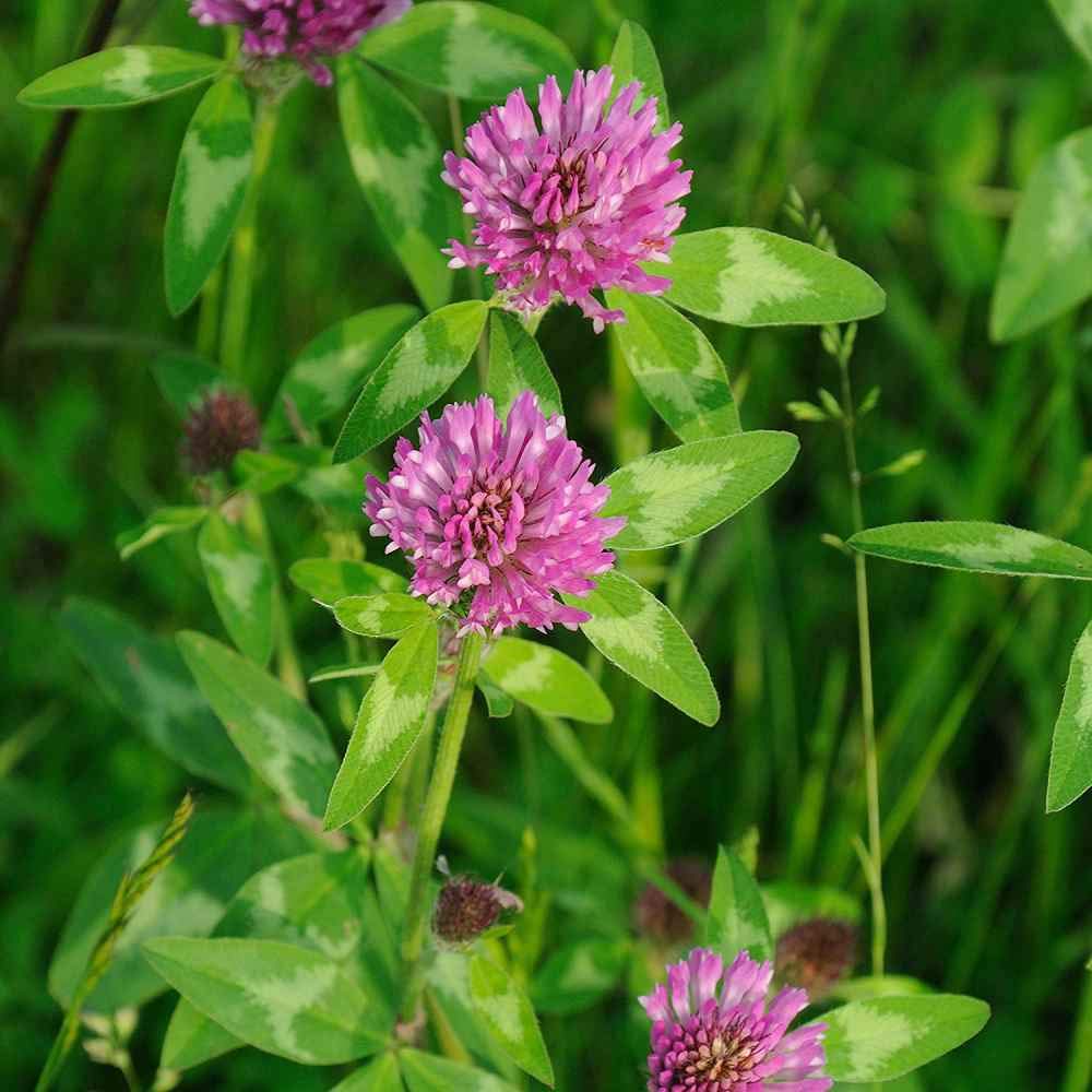 Todd's Seeds Red Clover roots support resilience in moderate sun.