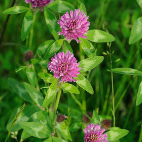 Todd's Seeds Red Clover roots support resilience in moderate sun.