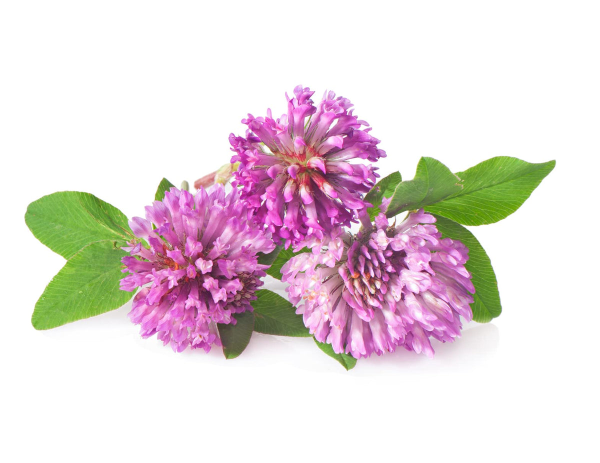 Todd's Seeds Red Clover sprouts in a jar show high germination.