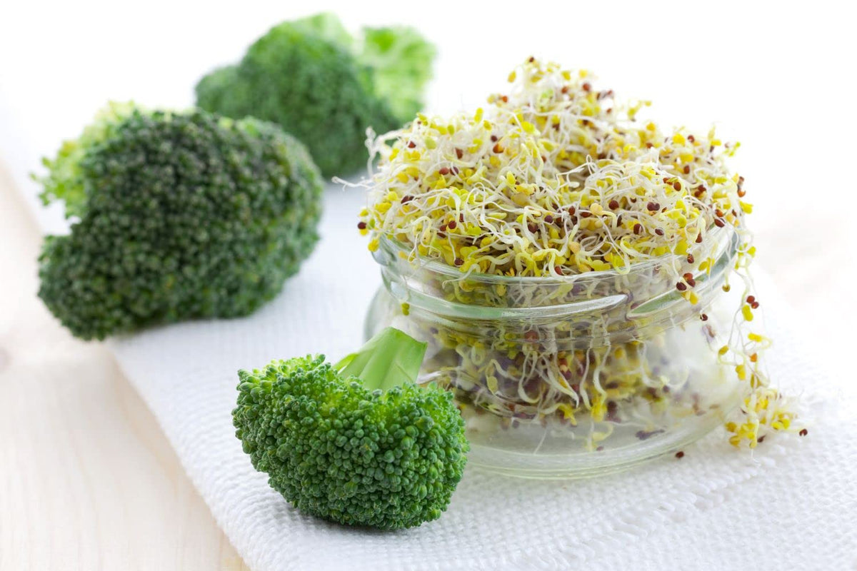 Todd’s Seeds sprouts elevate salads and sandwiches with fresh broccoli flavor
