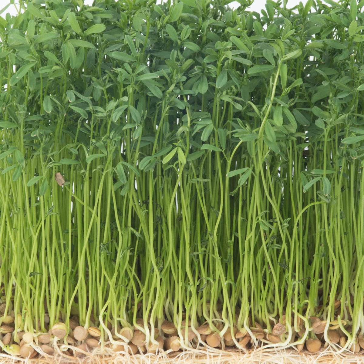 Todd's Seeds sprouted lentils topping salads for protein and crunch.