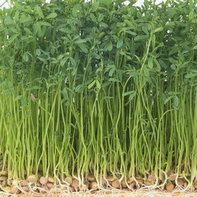 Todd's Seeds sprouted lentils topping salads for protein and crunch.
