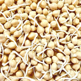 Todd's Seeds Sprouting Garbanzo Beans in hummus ready to elevate snack or dip