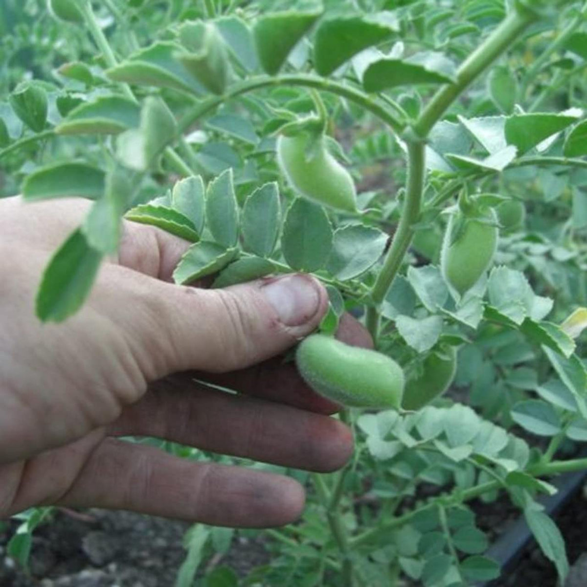 Todd's Seeds Sprouting Garbanzo Beans ready sprouts in a bowl ideal for salads