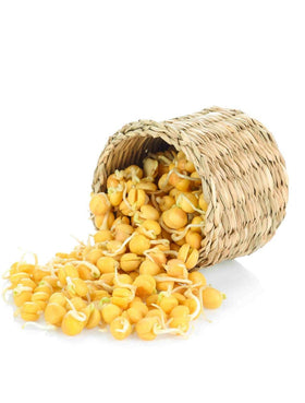 Todd's Seeds Sprouting Garbanzo Beans soaking in water ideal for even germination and quick sprouts