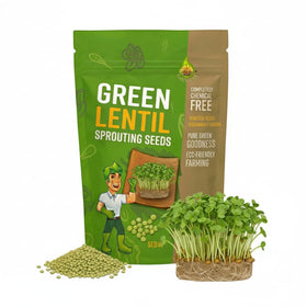 Todd's Seeds sprouting green lentil seeds for quick, nutritious sprouts.