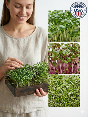 Todd's Seeds alfalfa sprouts perfect on sandwiches and wraps