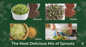 Todd's Seeds radish sprouts for peppery bowls and toppings