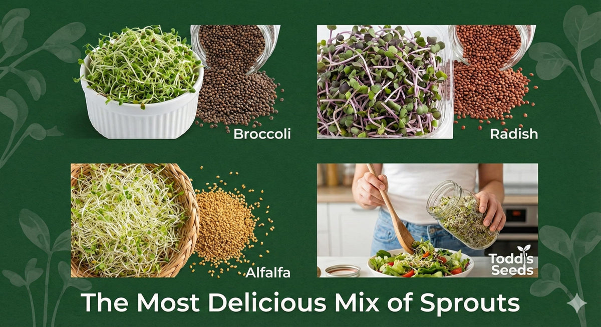 Todd's Seeds close-up shows fresh broccoli sprouts from the mix.