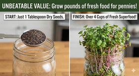 Todds Seeds sprouts growing on the kitchen counter in jars