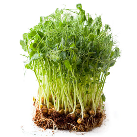 Todd’s Seeds sweet green pea sprouting seeds for jar-method sprouting