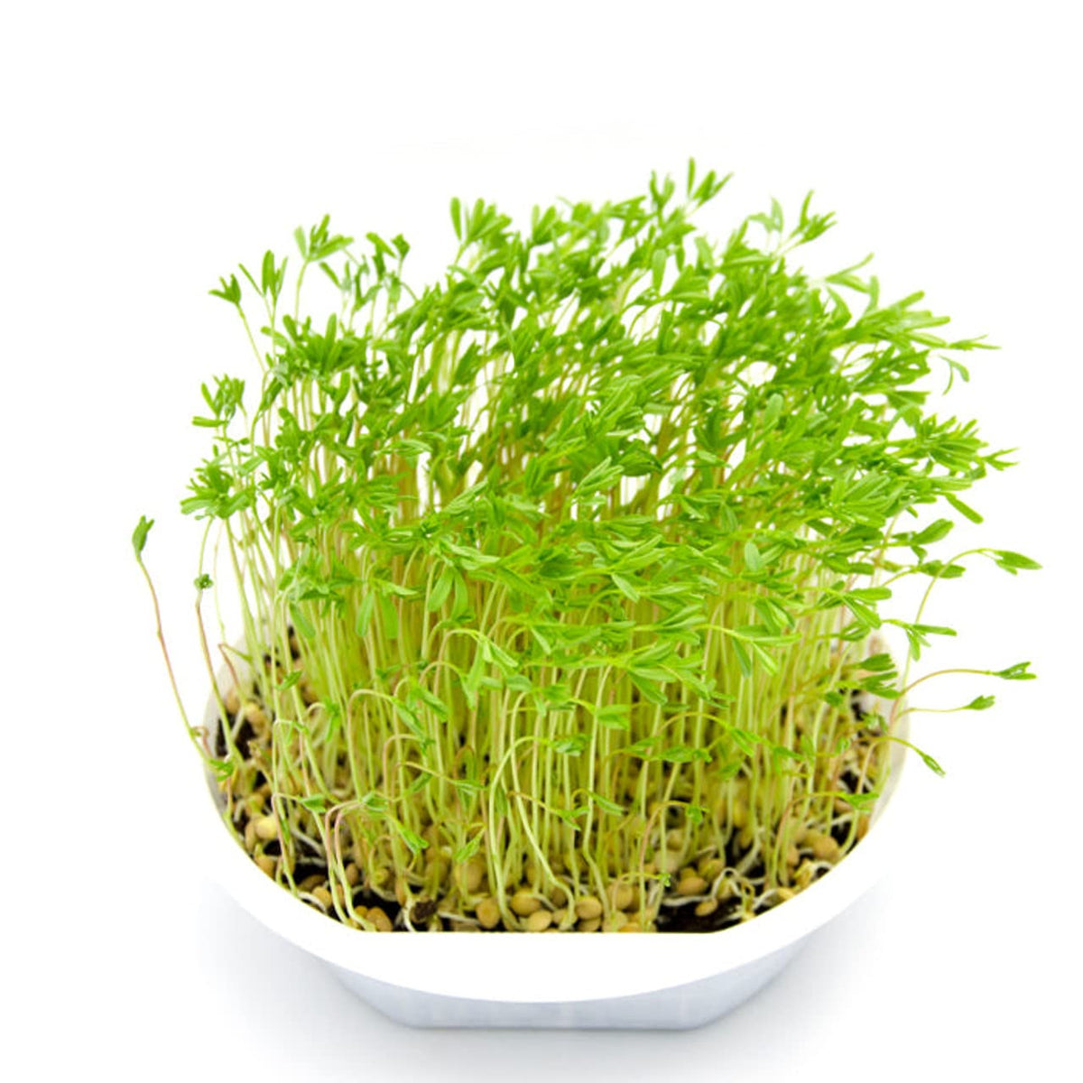 Todd's Seeds USA-grown seeds from trusted growers with support.