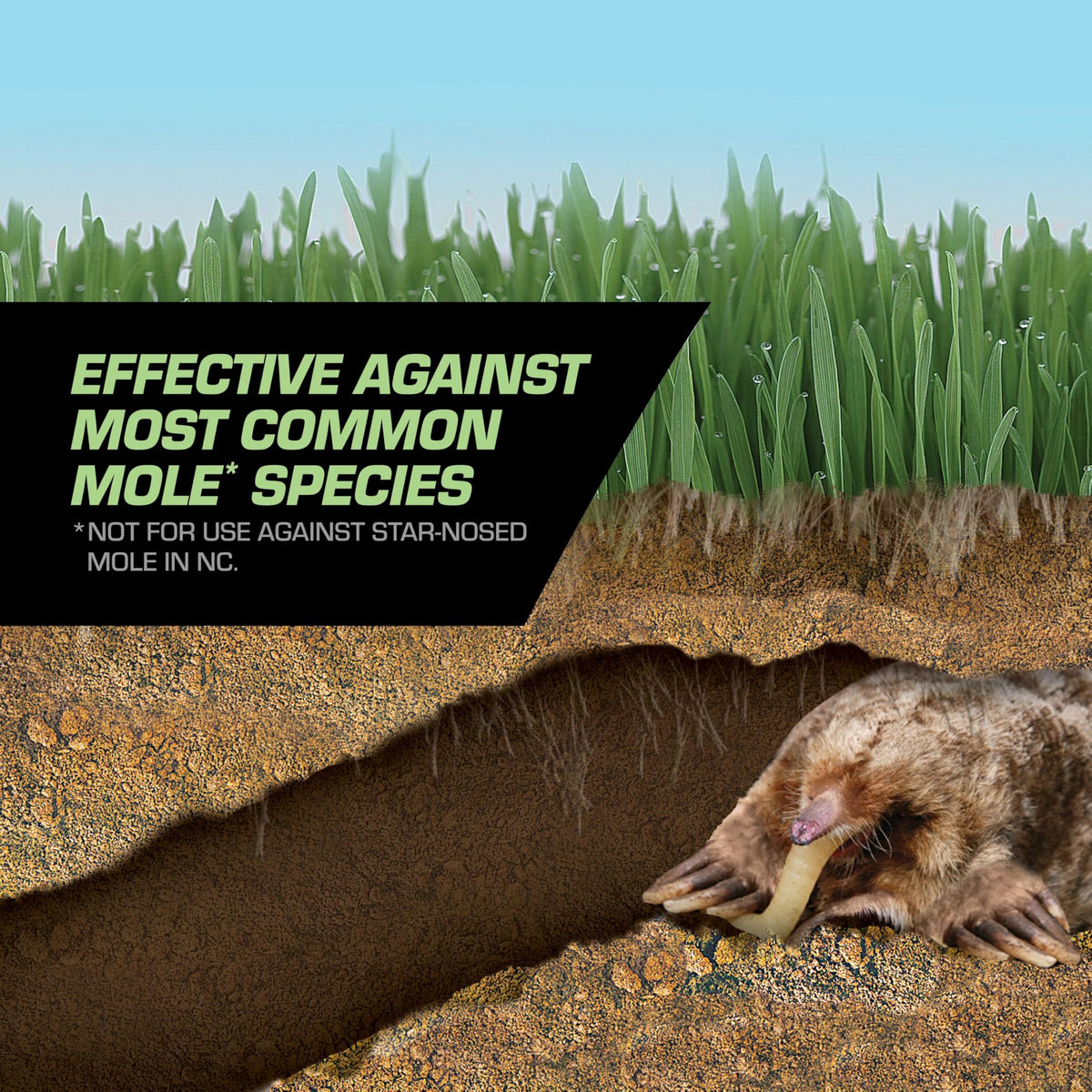 Tomcat Mole Killer Grubs in a yard targeting mole activity.