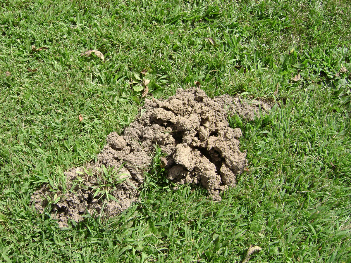 Tomcat Mole Killer ready-to-use worms in a bag