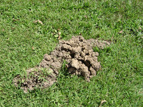 Tomcat Mole Killer ready-to-use worms in a bag