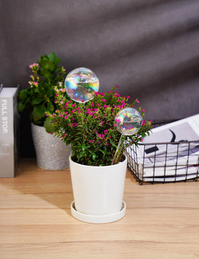 Tomorotec small glass globe front view for tiny potted plants