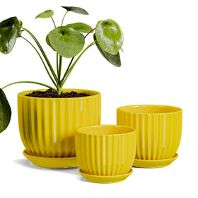 Ton Sin sunburst yellow pot 4.1 inch with drainage supports healthy indoor plants.