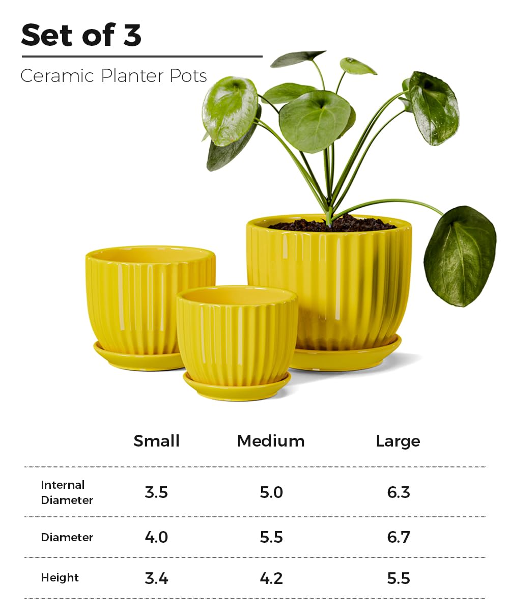 Ton Sin sunburst yellow pot 6.5 inch suits medium plants like aloe or cactus.
