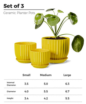 Ton Sin sunburst yellow pot 6.5 inch suits medium plants like aloe or cactus.