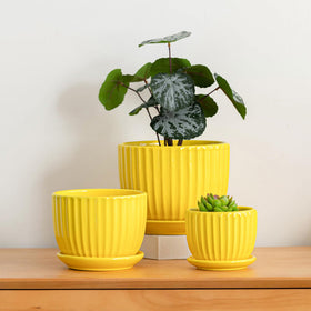 Ton Sin yellow pot with drainage hole eases maintenance and watering.