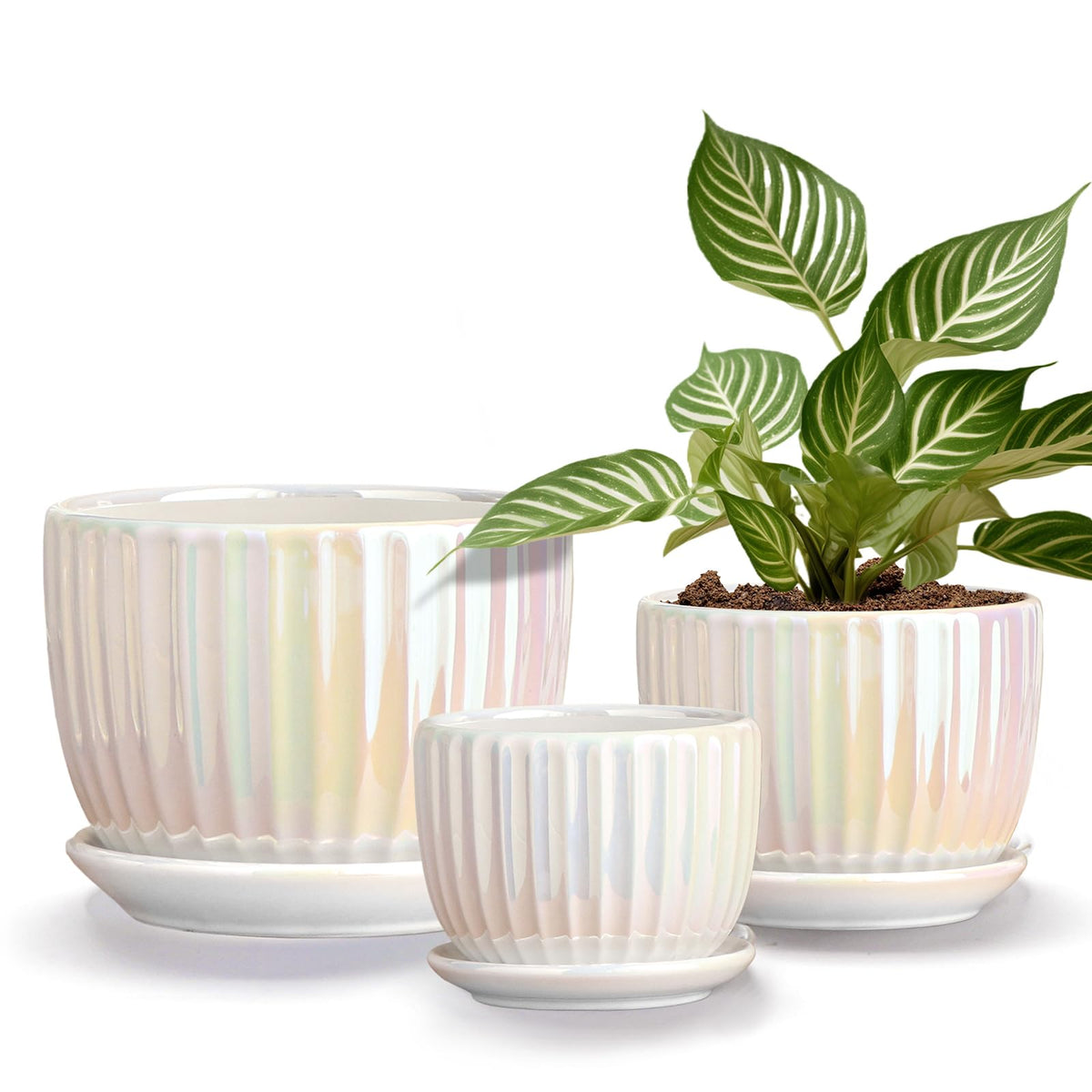 Ton Sin white plant pot 6-inch with sleek ceramic design for indoor display