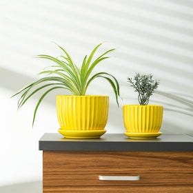 Ton Sin indoor planter scene showcases cheerful color for bright rooms.