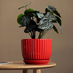 Ton Sin ceramic pots in dining room setup highlight versatile indoor décor.