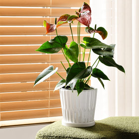 Ton Sin four-pack pot set ideal for balcony gardens and indoor displays