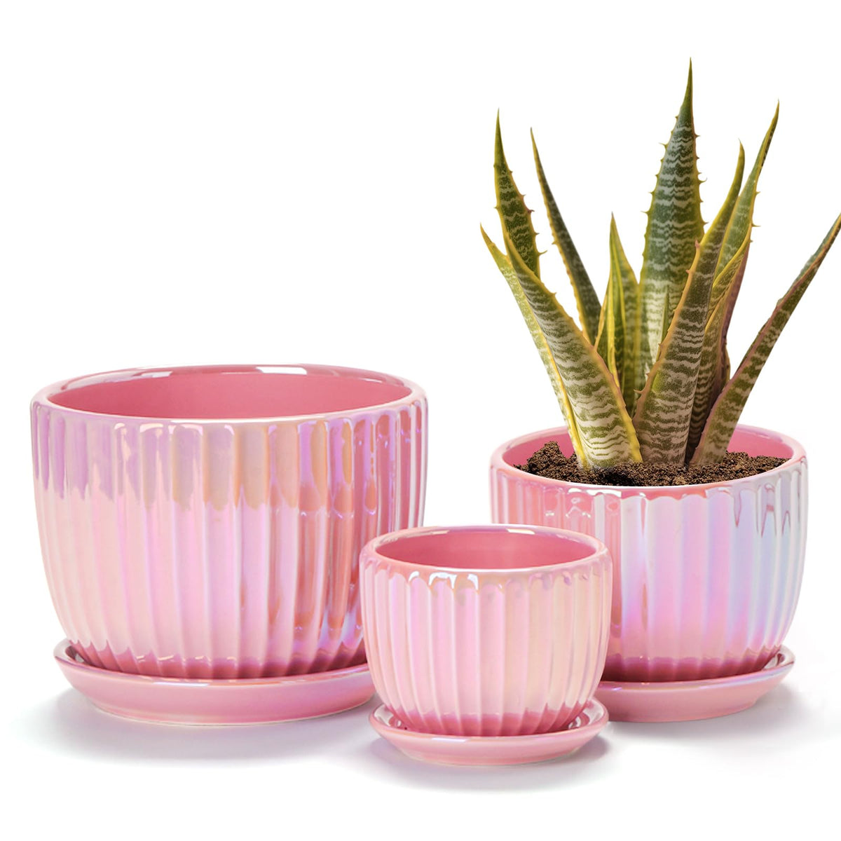 Ton Sin pink gold ceramic pot, 6-inch, ideal for succulents and vibrant indoor decor.