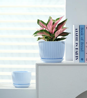 Ton Sin Sky Blue 4-inch ceramic pot perfect for windowsill displays
