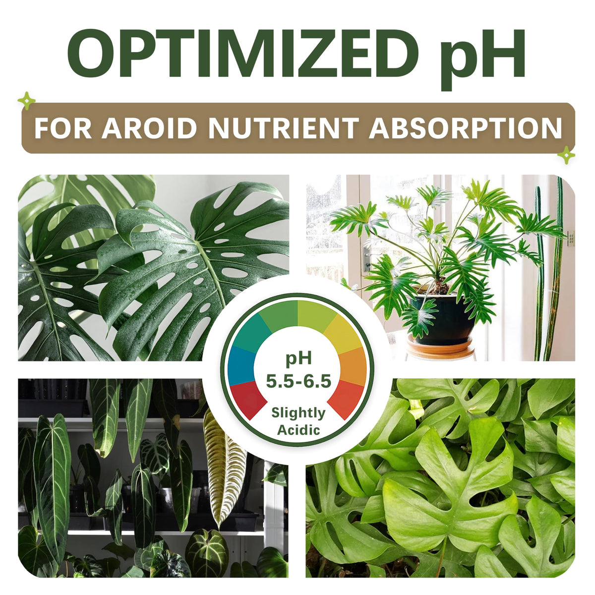 Top Tier Genetics AROID soil blend mycorrhizae promote root growth and resilience.