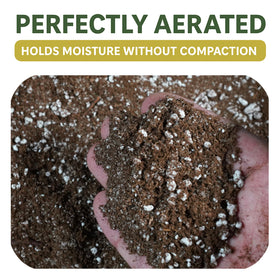 Top Tier Genetics BOG BOSS butterwort terrarium setup supports steady moisture