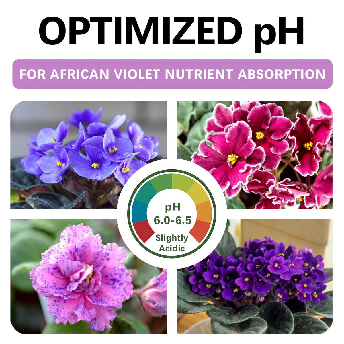 Top Tier Genetics ready-to-use African Violet soil 2qt—for repotting and consistent moisture.