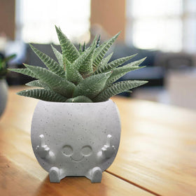 Toparad face planter with cheerful expression ideal for compact succulents.