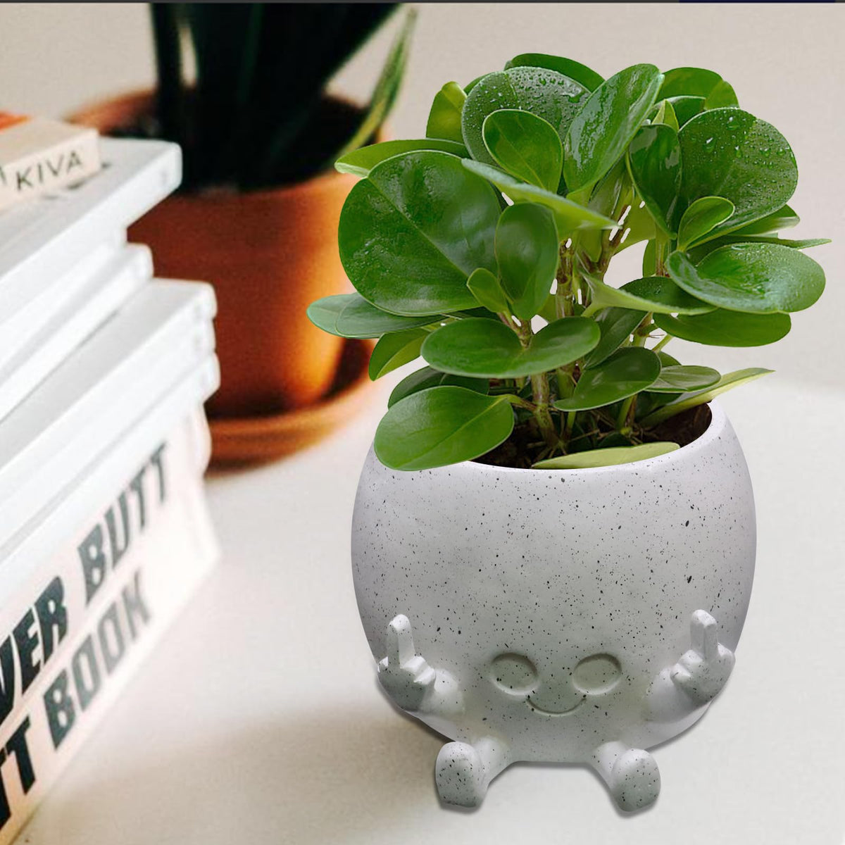 Toparad gift-ready plant pot for plant lovers and friends.