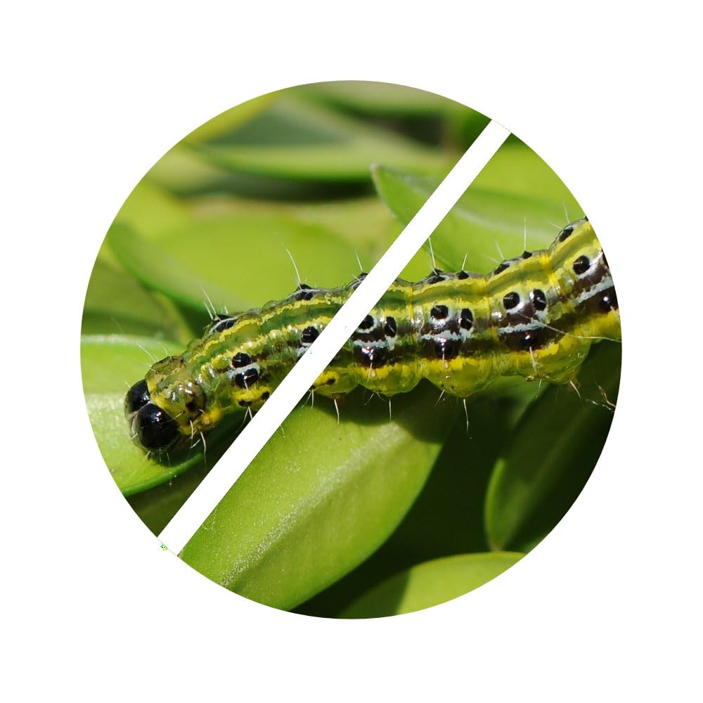 TOPBUXUS BTK organic action against boxwood caterpillars on hedges