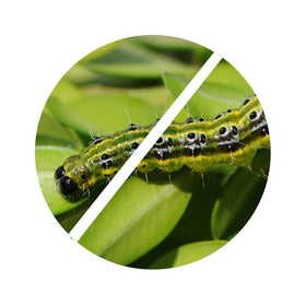 TOPBUXUS BTK organic action against boxwood caterpillars on hedges