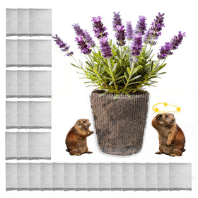 Topfurn gopher basket stainless steel 1 gallon protecting roots beneath soil