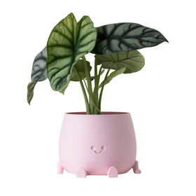TOPOLA Self-watering rope system pot keeps plants hydrated between waterings.