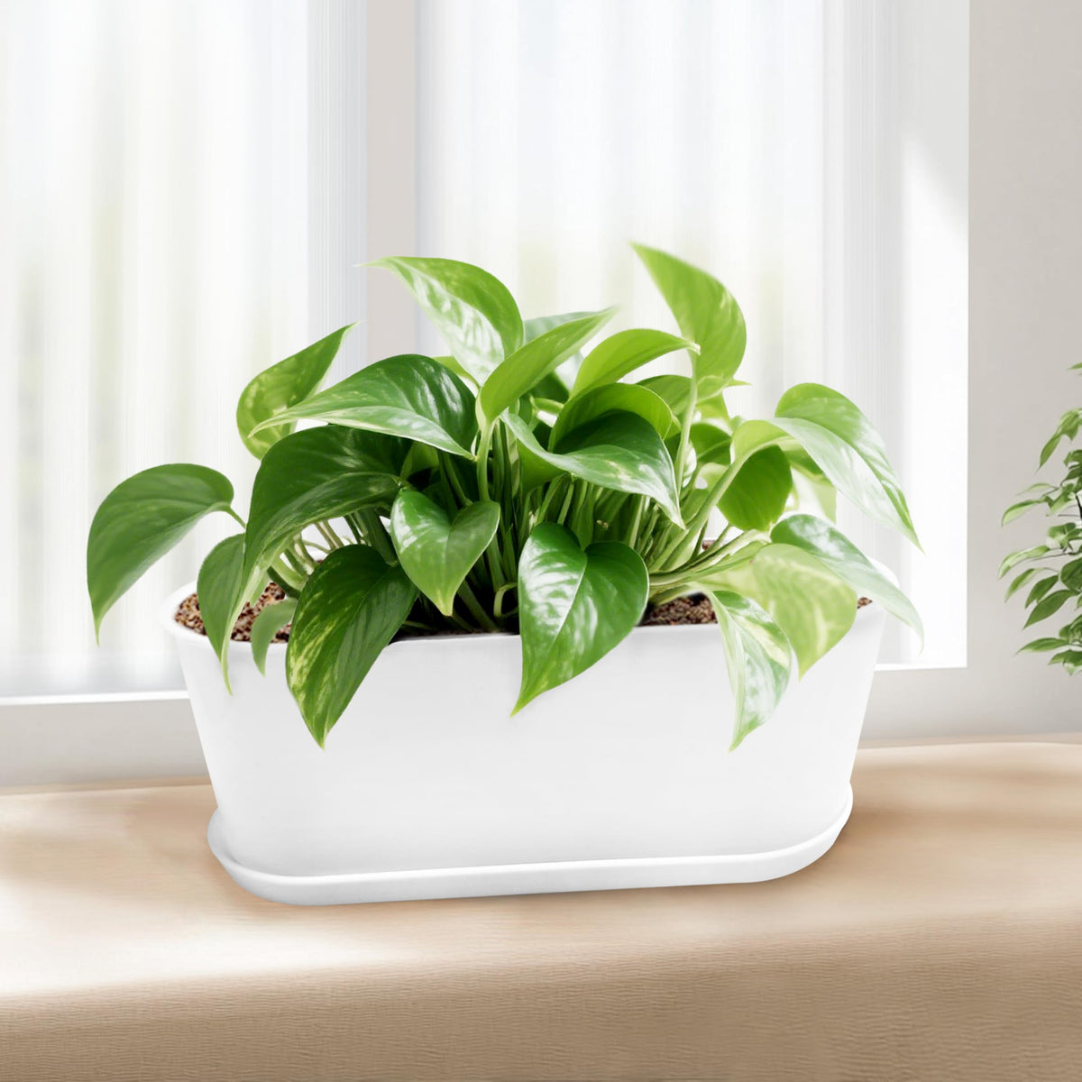 Torfican five-pack includes saucers, plant tags, and mini transplanting tools for easy setup.