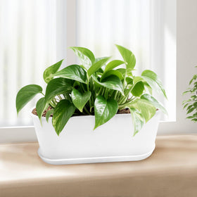 Torfican five-pack includes saucers, plant tags, and mini transplanting tools for easy setup.