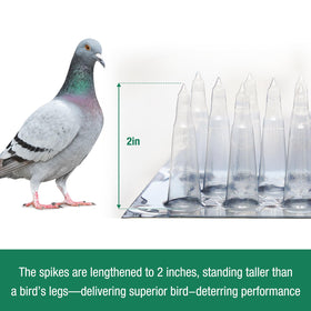 Touri clear PVC spikes on a ledge blend with surface while deterring perching
