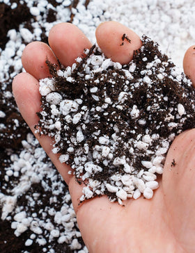 Soil mix with TOYPOPOR Perlite enhancing drainage.
