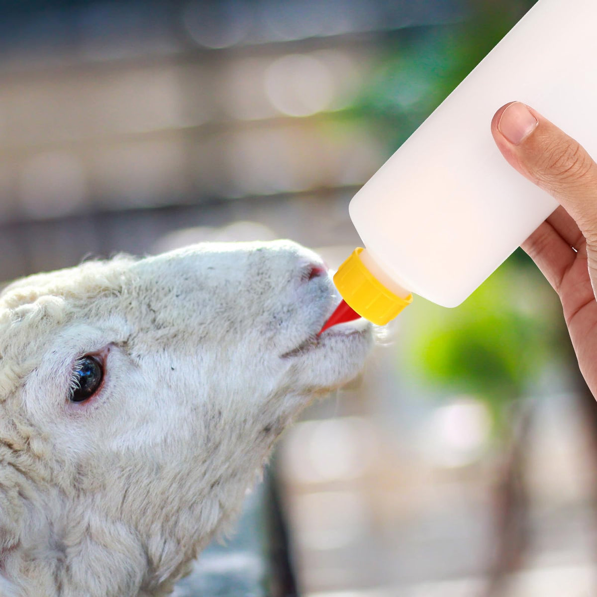 TOYANDONA multi-animal feeding solution ideal for small farms and homes